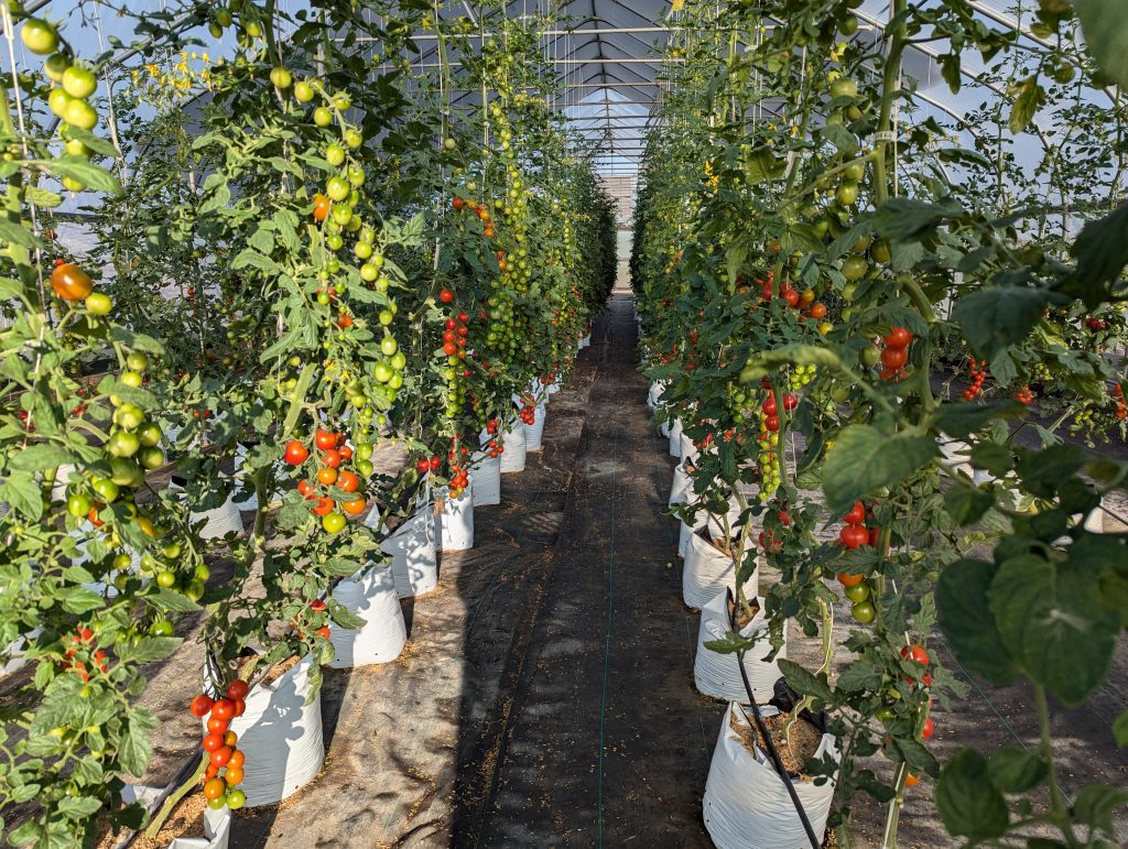 Revolution Farms-East Tomato Greenhouse