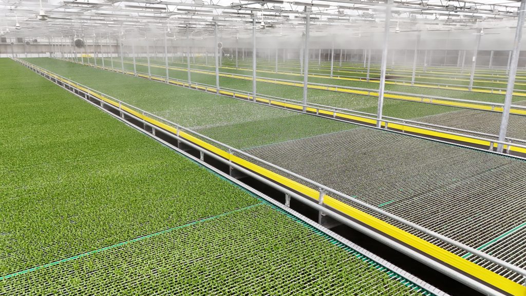 Revolution Farms Lettuce Greenhouse