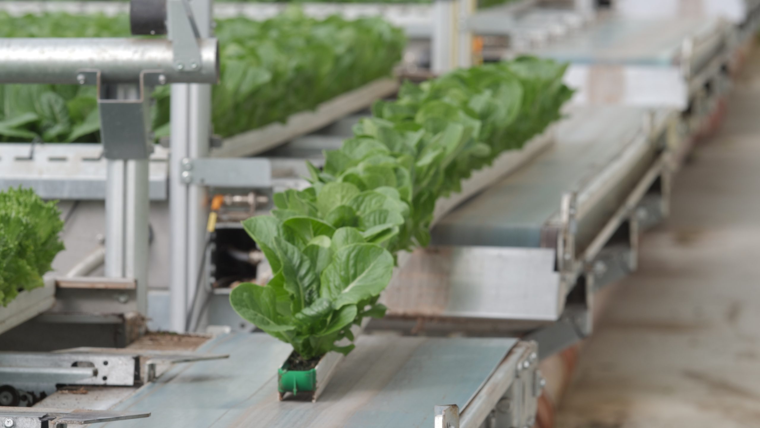 Revolution Farms Lettuce ready for production