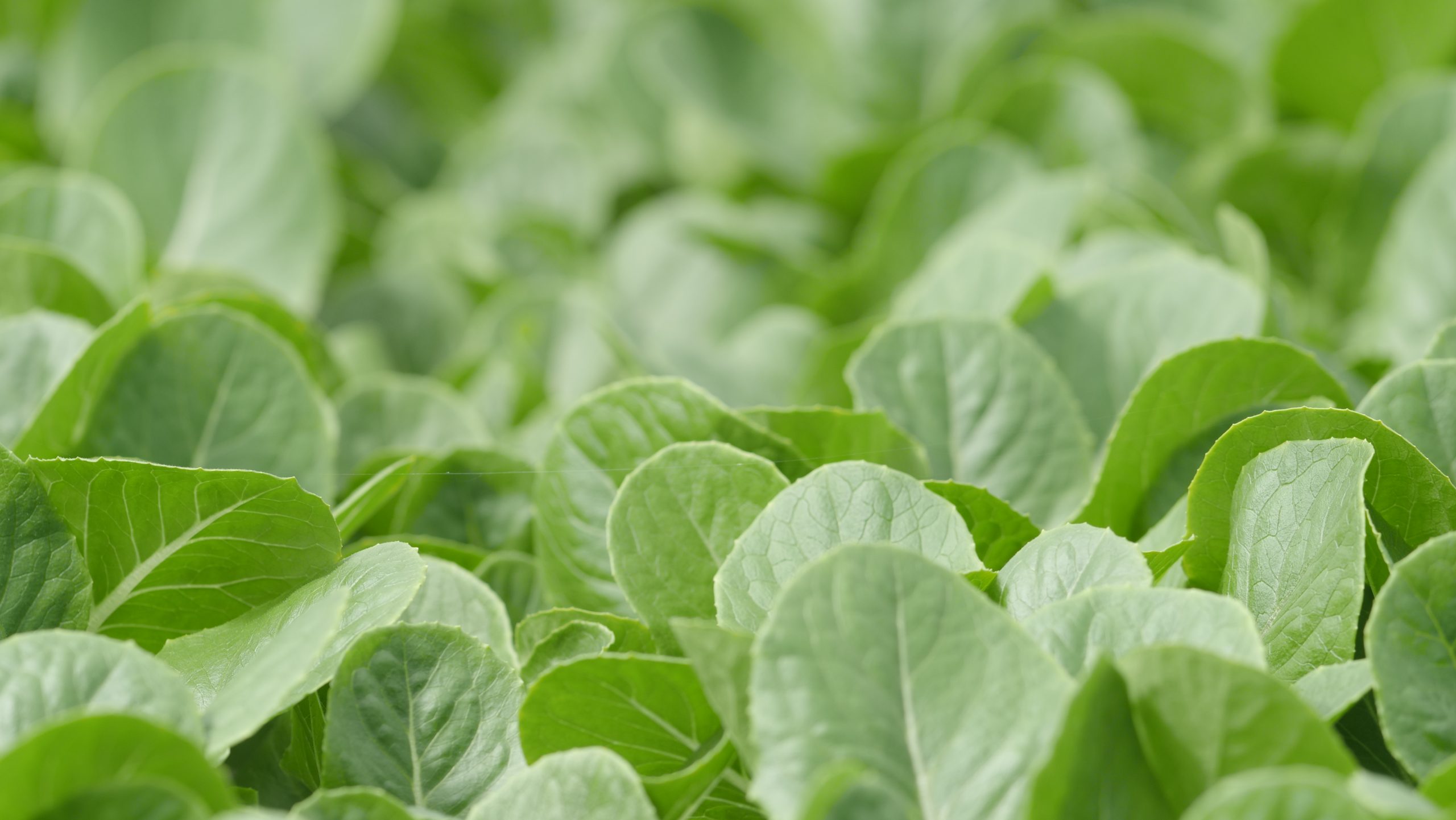 Lettuce ready for harvest