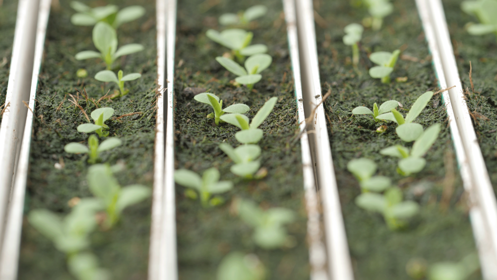 Early stage of lettuce growth