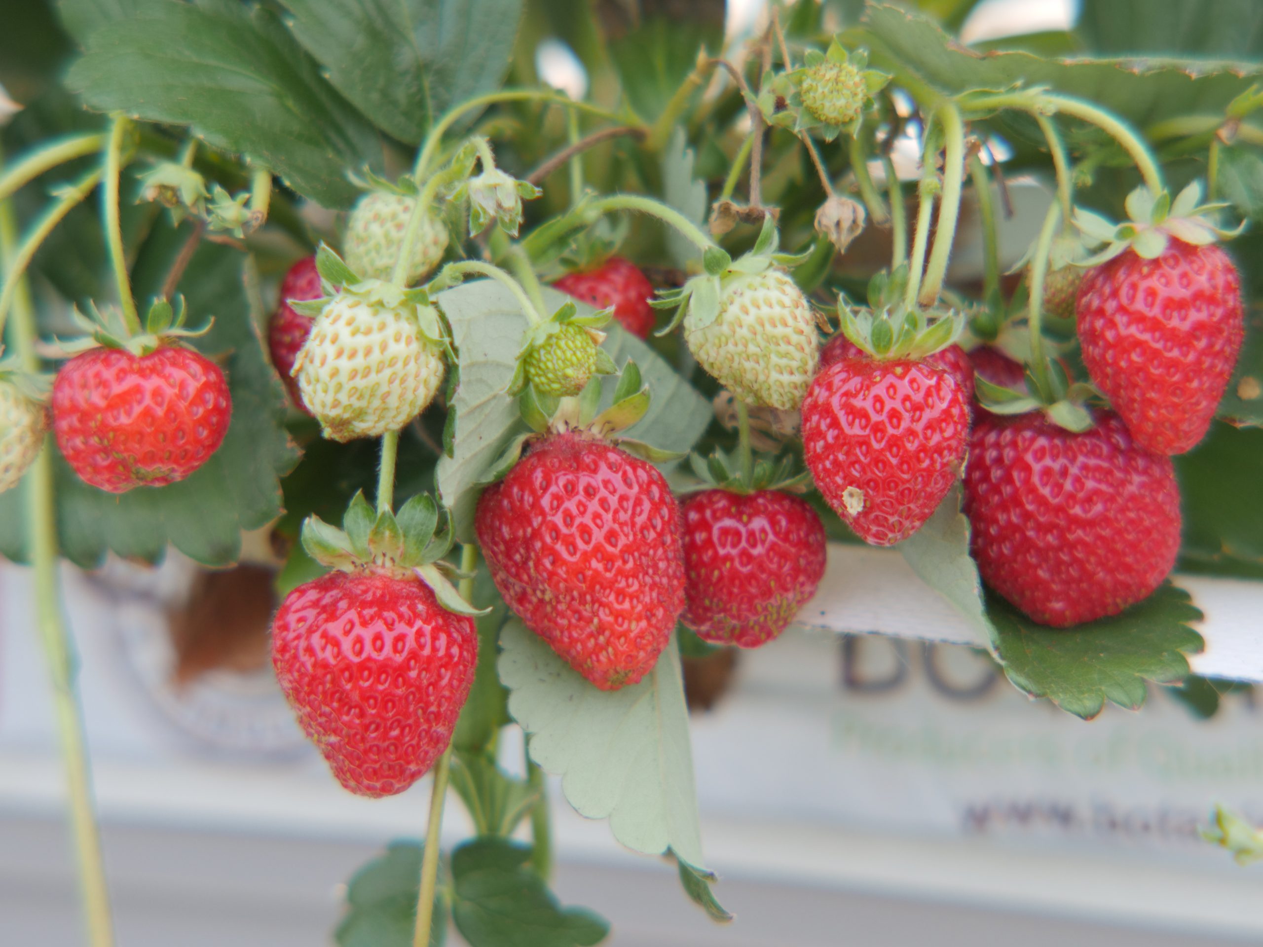 Strawberries ready for harvest