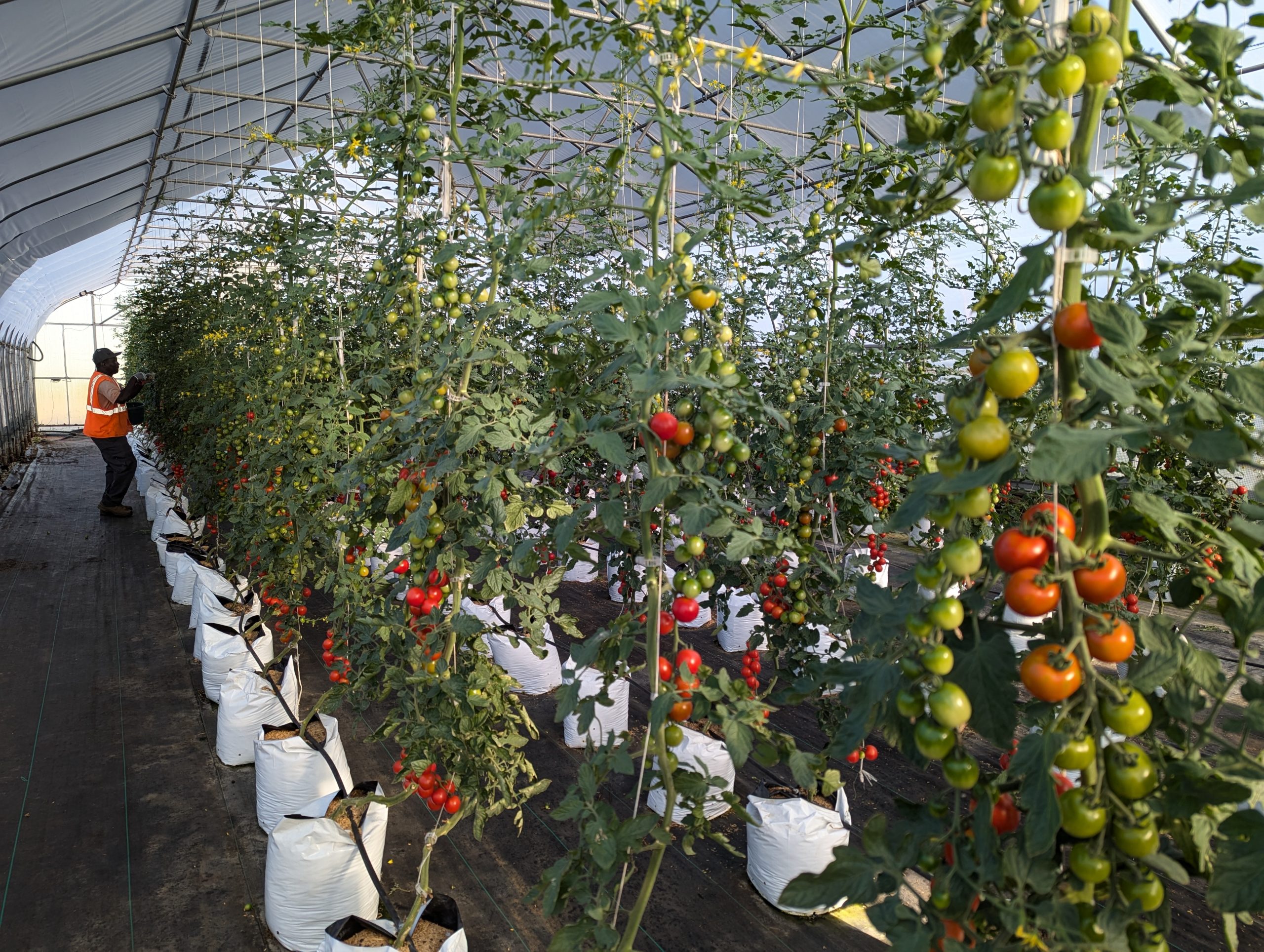 Tomatoes ready for harvest, in our Lansing, MI location