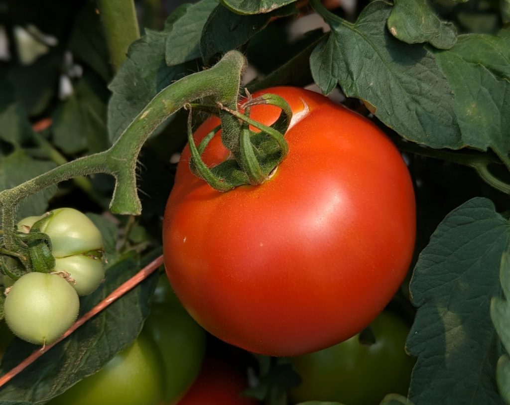 Revolution Farms tomato