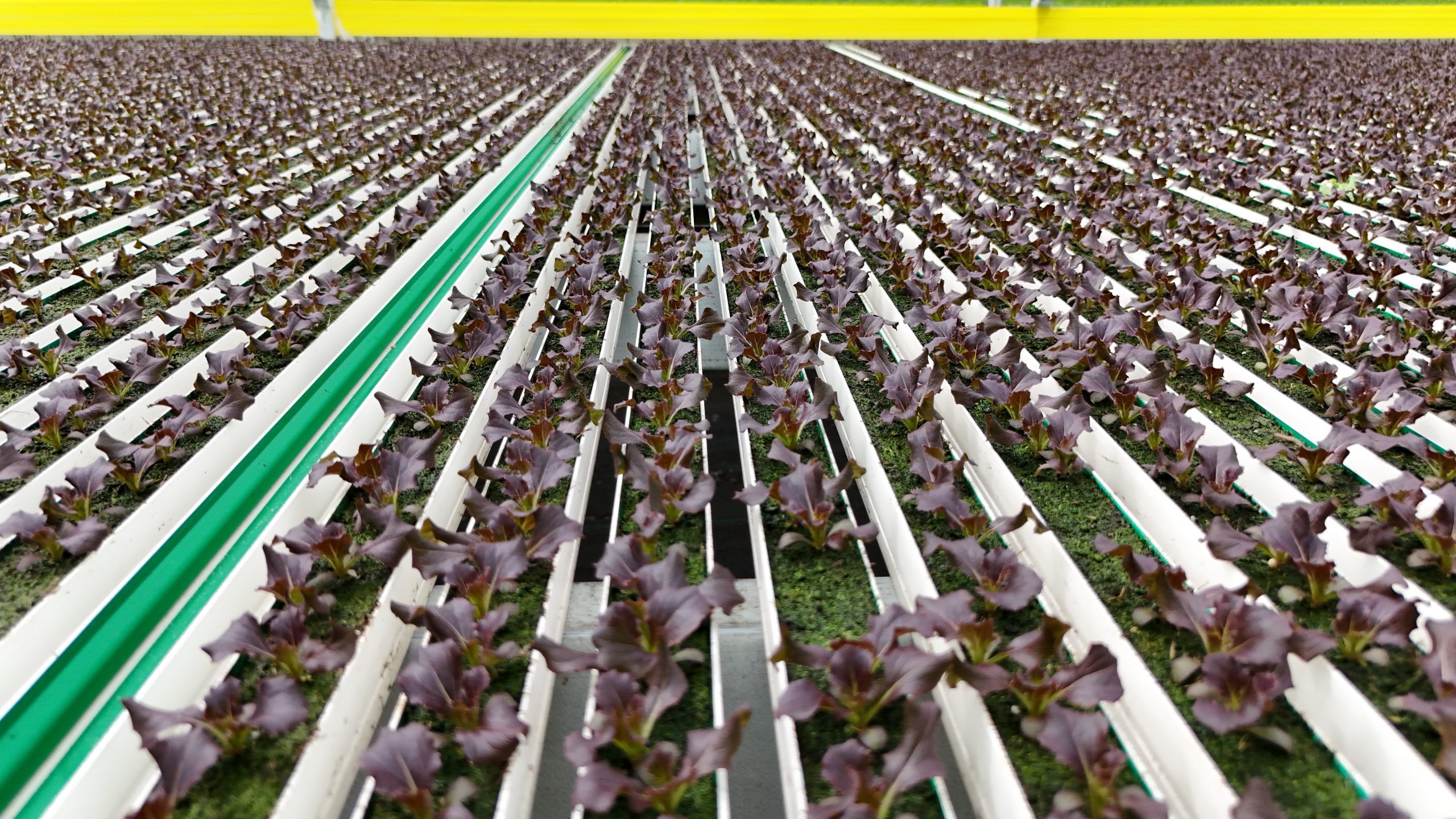 Lettuce growing room