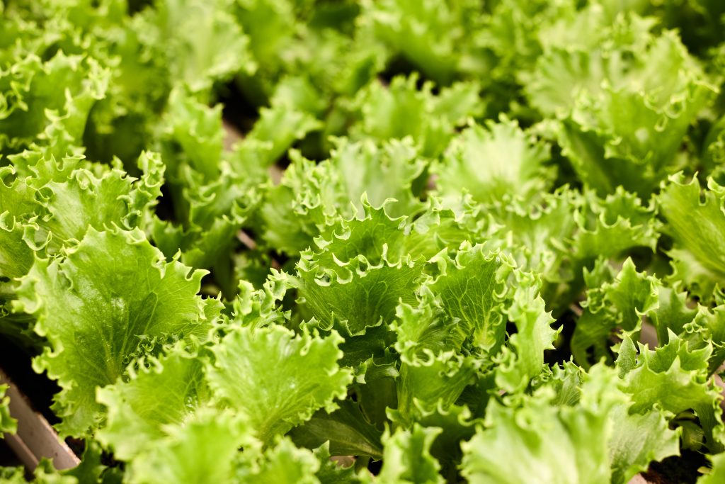 Revolution Farms Lettuce